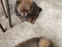 Ev ortamından pomeranian yavrular