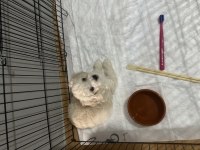 Maltese terrier yavru