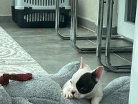 French bulldog bebek