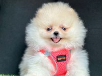 Sevimli Pomeranian Boo Yavrularımız
