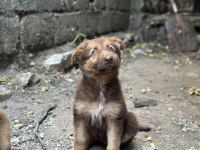 DETAY İÇİN YAZIN DİŞİ ALMAN KURDU