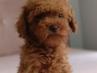 KDF kayıtlı babadan ev doğumlu Toy Poodle