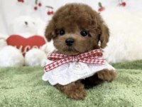 Toy Poodle Sağlıklı