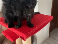 45 günlük kara panter maine coon kediler