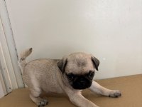 GARANTİLİ PUG BEBEKLER