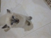 2 Aylık Yavru Rezerveye Acık 4 Adet Erkek Bluepoint