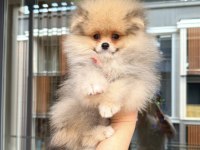 Orange Erkek Pomeranıan Boo