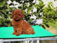 Red Brown toy poodle yavruları