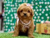 Oyuncu , Zeki ve Uysal Maltipoo Bebekler 