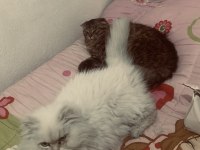 British longhair erkek