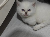 Cinnemon ve bicolour yavru kediler