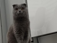 Oğlumuza eş arıyoruz scottish fold
