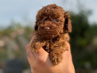 baba 1.4 kore (dark red) anne 2 kg toy poodle red brown
