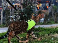 4 kuşak WCF şecereli safkan Bengal Gold/brown (2 aylık)