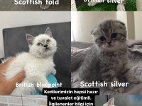 British shorthair yavru kediler