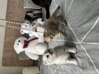 2 adet scottish fold