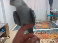 Eğitimli konuşan sultan papağanı