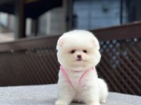Sağlık ve ırk garantili Pomeranian boo köpeği