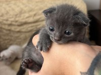 scottish fold