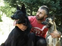 Siyah alman kurdu yavrusu