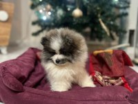Pomeranian Yavrularımız Yeni Ailesini Arıyor