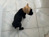 Cane corso estetikli 1 aylık