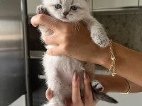 Harika british shorthair yavrularımız yeni yuvasını bekliyor