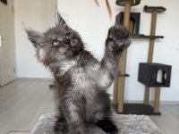 Maine coon ns erkek black smoke