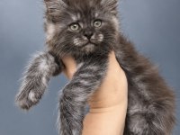 Maine coon erkek ns black smoke