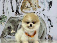 Show Kalite Pomeranian Boo Yavrular