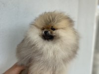 Üst kalite aşılı erkek Pomeranian 3 aylık