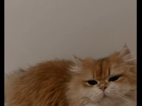 Golden Longhair Dişi Kedim İçin Eş Arıyorum