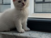 Scottish Fold kızım yeni yuvasını bekliyor