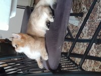 Prenses British Shorthair Kızım