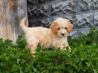 F1B GOLDENDOODLE YAVRULAR
