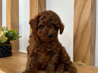 Toy Poodle İki Aylık Köpeğimiz