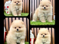 Teddy Bear Pomeranian Boo Bebeklerimiz