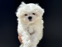 Petmode köpek çiftliğinden tea cup kore maltese