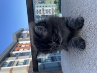 Yavru scottish fold kedimiz