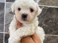 Orjinal kar beyaz bichon frise yavrular 