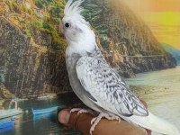 65 Günlük Ev Üretimi Wf Perl Ele Alışkın Sultan Papağanı