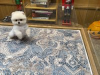 Orjinal Pomeranian Boo Yavruları