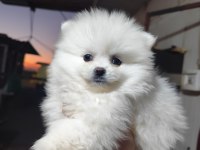 Pomeranian boo köpeğimiz
