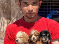 Bıgpo efsane gözel yavrular baba poodle