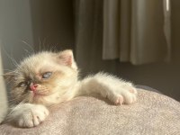 Scottish fold Yavrumuz