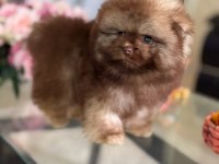 ÇİKOLATA TAM AYICIK POMERANİAN BOO