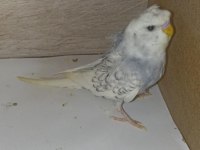 Erkek japones cinsi muhabbet kuşu