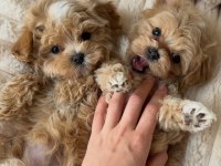 Sevimli Maltipoo Yavrumuz Yeni Ailelerini Arıyor