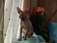 Son Erkek Sphynx Yavrumuz