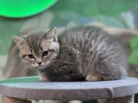 British shorthair silver tabby